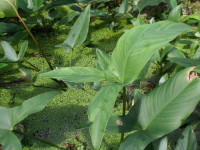 Снимка на Anubias gigantea (Chevalier, 1920)